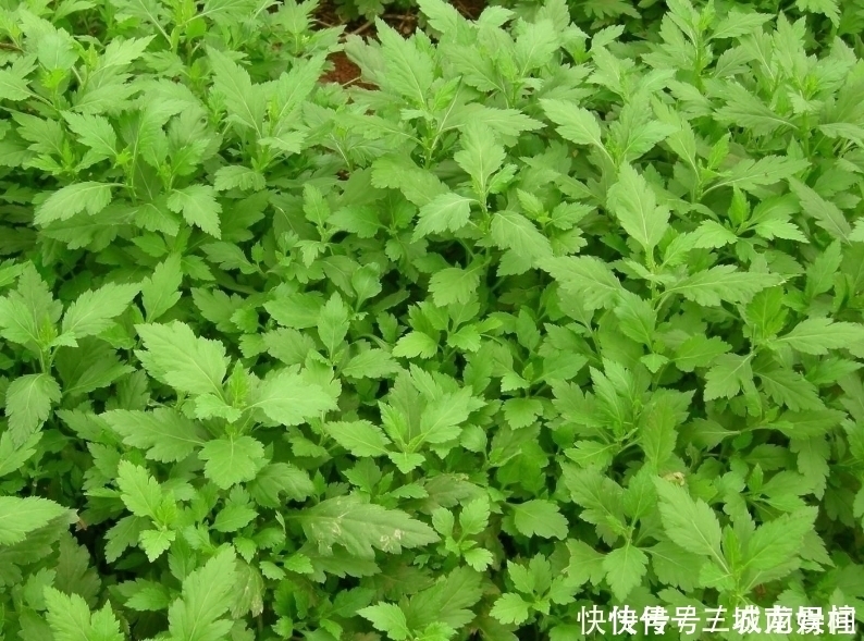 清热解毒|农民种植一野菜，形如“菊花”效益高，不仅芳香清口，还清热解毒