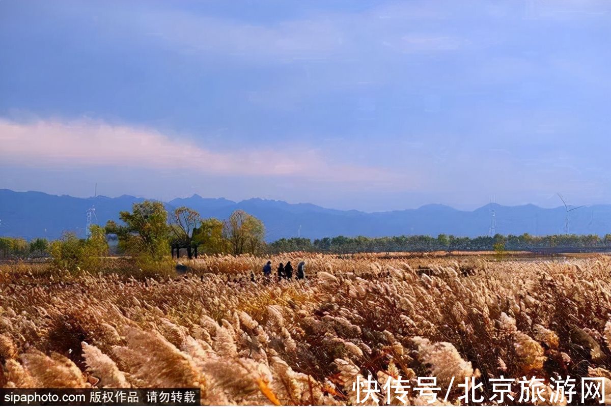 地址|京城绝美芦苇荡！芦花与暖阳、飞鸟与碧波，这才是秋天的模样~