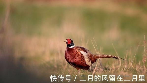 生肖|属相鸡，有不怒自威的气势，活得洒脱悠闲！