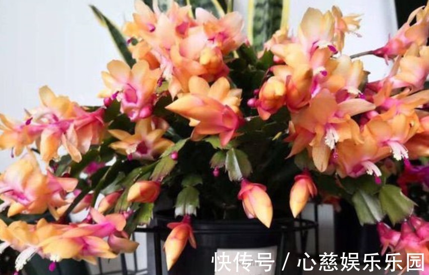 养自根蟹爪兰,常见问题有“5个”,知道原因,自己就能解决