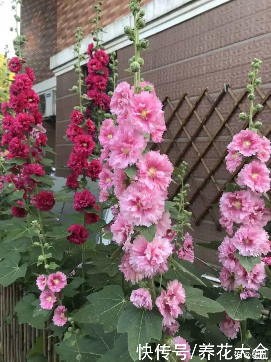 晒不死、热不死的花，越晒花越多，越热长越快