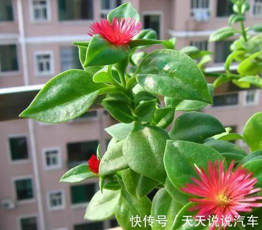 曝光花贩子的骗人手段,难怪养不活,都被他们忽悠了,快点醒悟吧