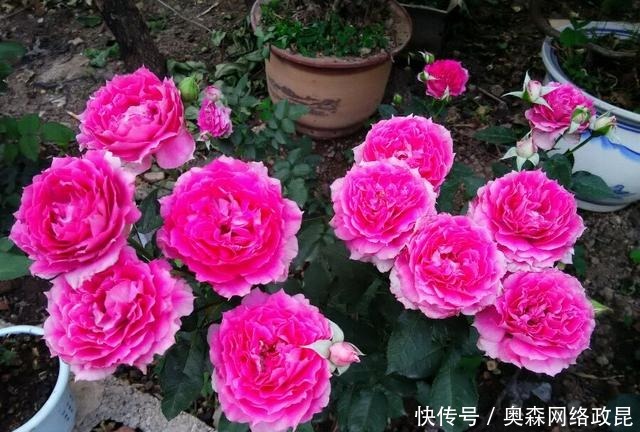 阳台盆栽佳品—浓香型月季，养护容易，四季开花，一卉能熏一室香