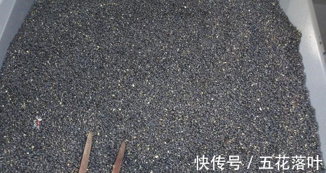 暖身体|冬季,吃它最暖身体了,多备一点可以吃一整个冬天,别错过!