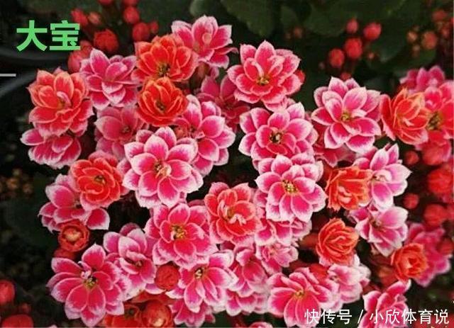 这种花品种多,花型好,养了你就爱上了!