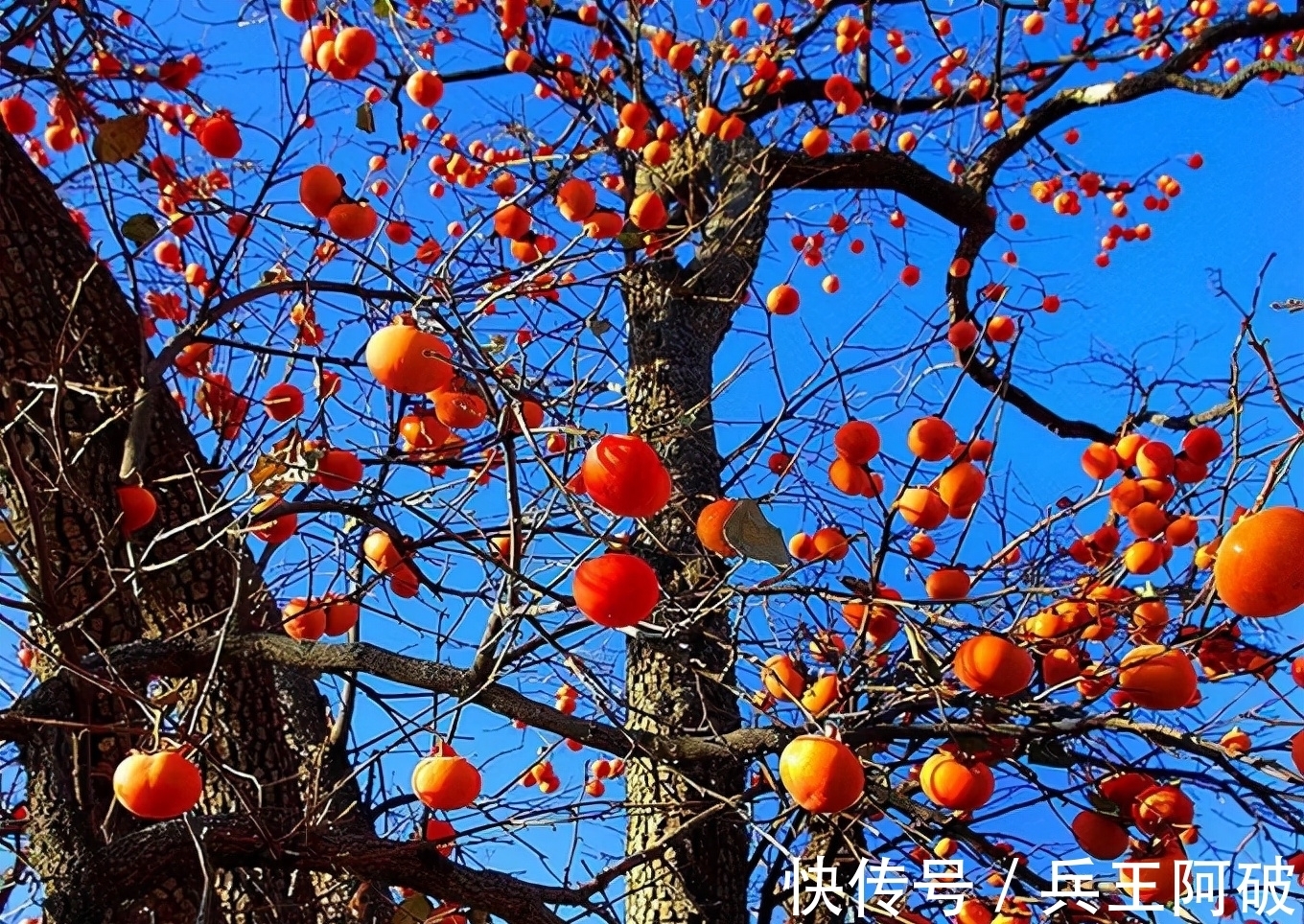 古人@民间俗语“院中有五树,子孙一直富”,说的都是哪些树?有何道理