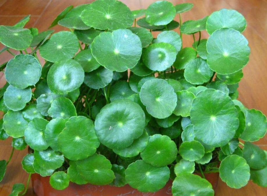 “4种花”富贵人家经常养，寓意好，样子美，越养越好运