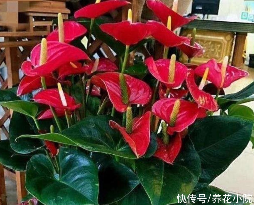 7月养5种喜水花 浇水要勤 不然容易脱水枯萎 粉紫色