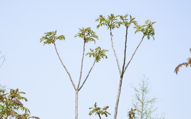 葛根|研究血管60年,91岁院士提醒高血压除了盐,“3素”也要少吃
