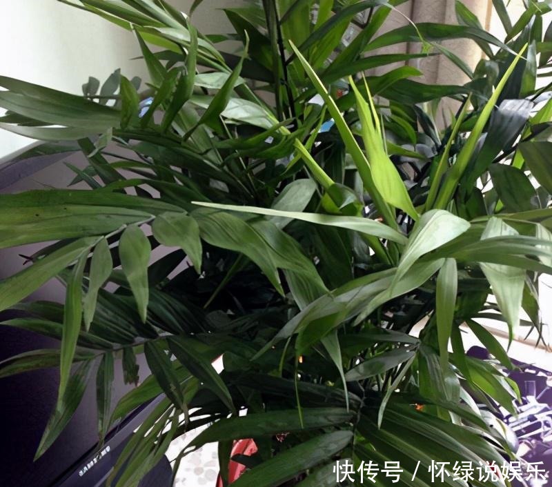 试试|散尾葵是什么神仙绿植,教你几招,养的枝繁叶茂,快来试试