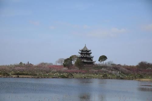 华东最大梅园40000株梅花盛放，快来上海海边看200年梅王吧