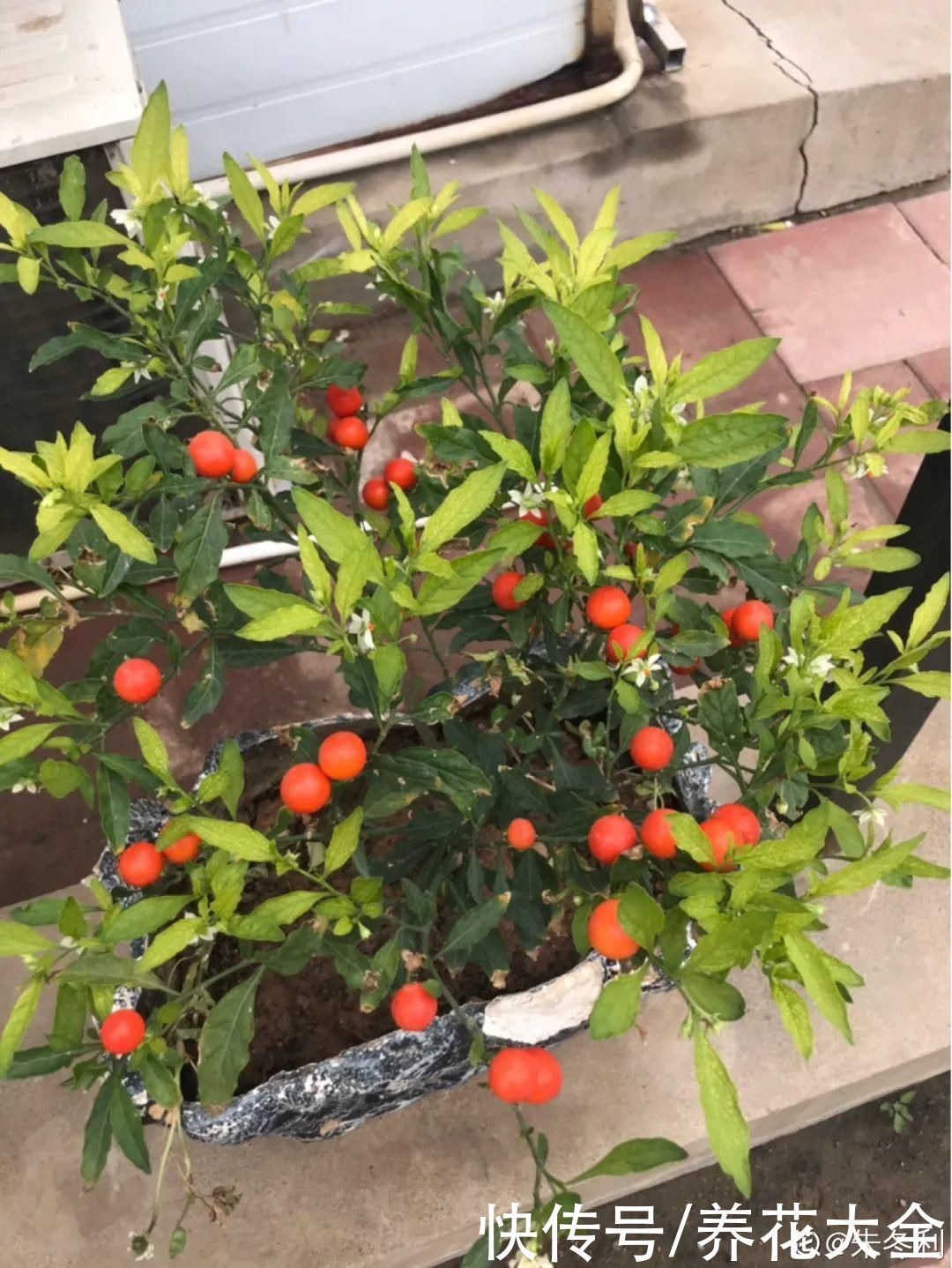 门前不栽竹,门后不留树,老祖宗传下来的养花谚语,特别准