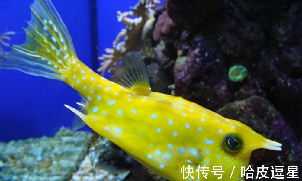 希罗多德!《山海经》可能不是神话,而是世界地图,刑天或是非洲的贝米斯人