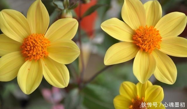 院子中一定要种的花,它的美远超你的想象!