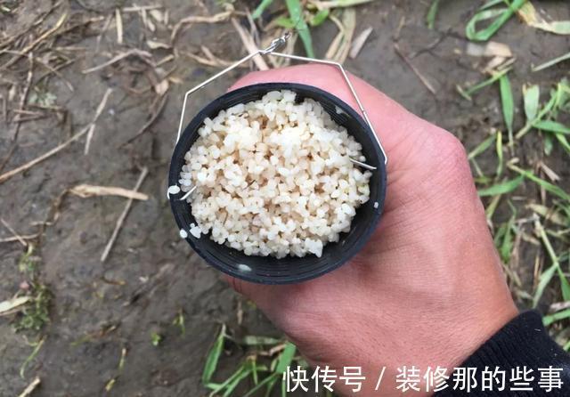 添加剂|酒米的颜色会影响鱼咬钩?实战告诉你什么样的酒米最招鱼