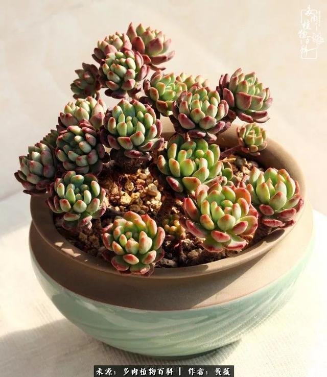 养了三年多肉，终于明白佛系养肉才是王道！