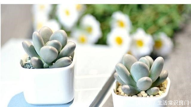 萌多肉再来一款,仅次桃蛋的粉,就属白美人啦!