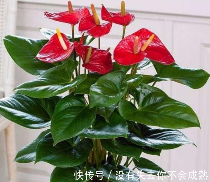 聪明人都养4种花,镇宅旺财添富贵,缓解眼部疲劳,还防辐射!