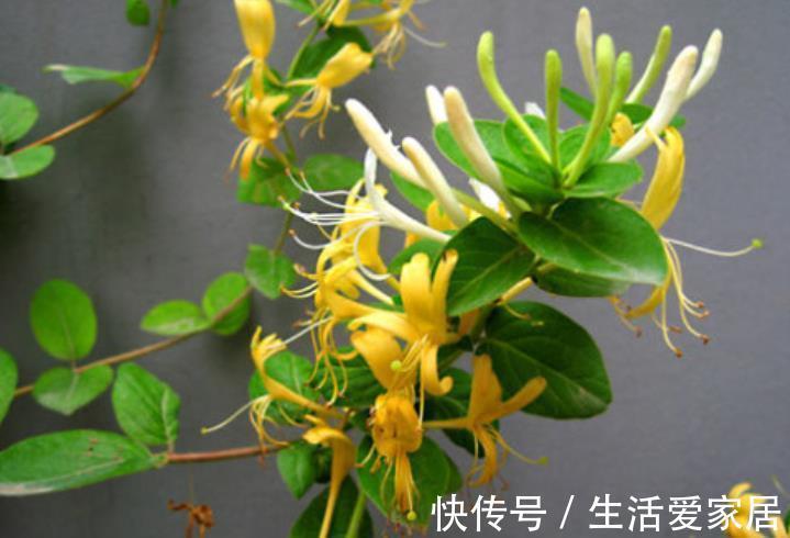 新手|老中医都喜欢的4种花,人养花,花也“养人”,新手也能轻松驾驭