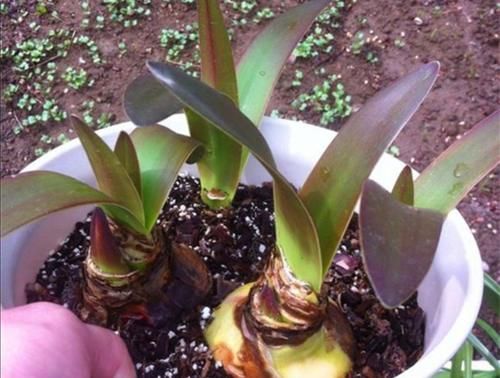 有4种花，开花漂亮又好养，春天栽种正好