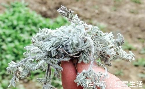 野菜|城里卖得比肉贵,人称“草中之王”,现在吃正当季,别错过