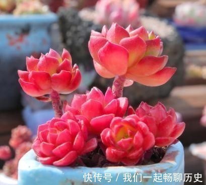 浇水|温度低多肉不生长?给它做4步,反而养出“美肉肉”,直接出状态