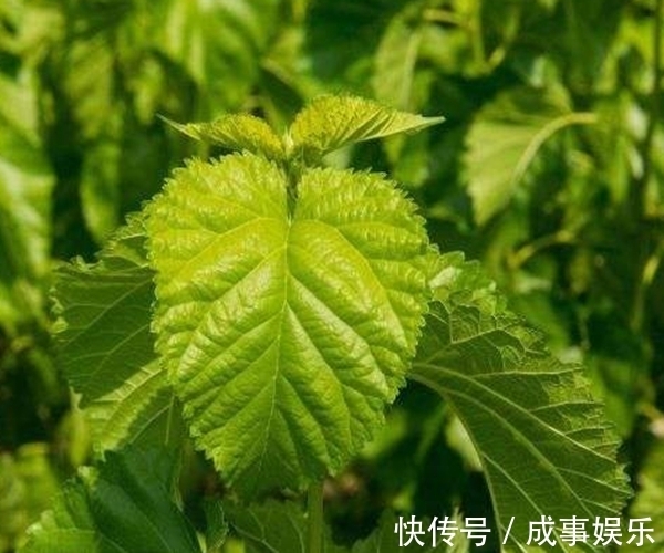 泡水|一“叶”治百病,用桑叶泡水喝,不仅降血糖,更有3大好处等着你
