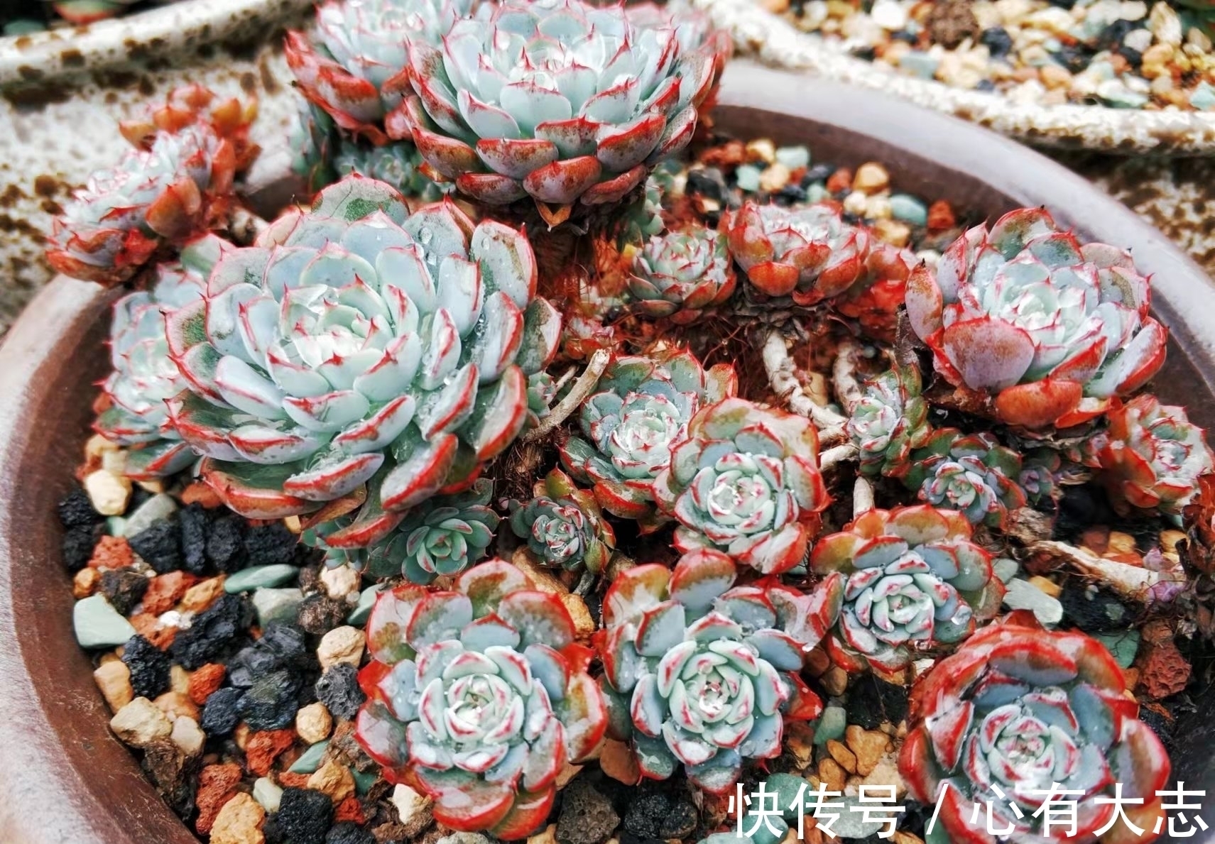 多肉|初冬养多肉,给它们来点“神仙水”,不但拍照好看,也不影响上色