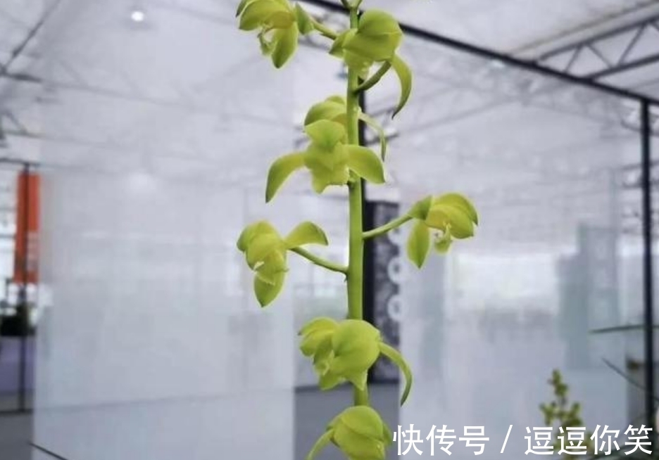 兰花|价值700万元的素荷,堪称花中极品,为何如此珍贵?一起来看看