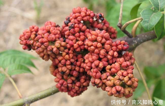 一味吴茱萸,治病大功效吴茱萸17种外用妙方,全身疾病都赶跑