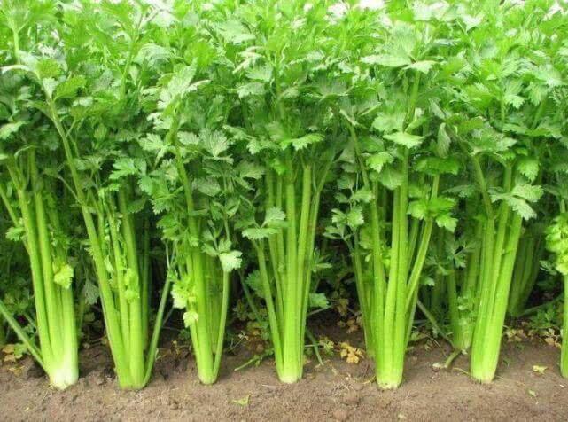 丝瓜|会吃的人更健康，四种食物坚持吃，美容养颜、延缓衰老，早吃早好