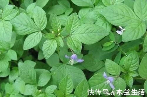 氨基酸|农村路边的这野菜，一般采摘嫩茎叶食用，味道清香鲜美，你吃过吗？