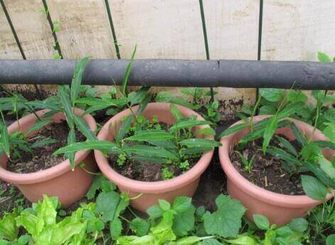 厨房吃剩的“2种菜”,随手丢盆里,秋天收获一大盆,太惊喜了