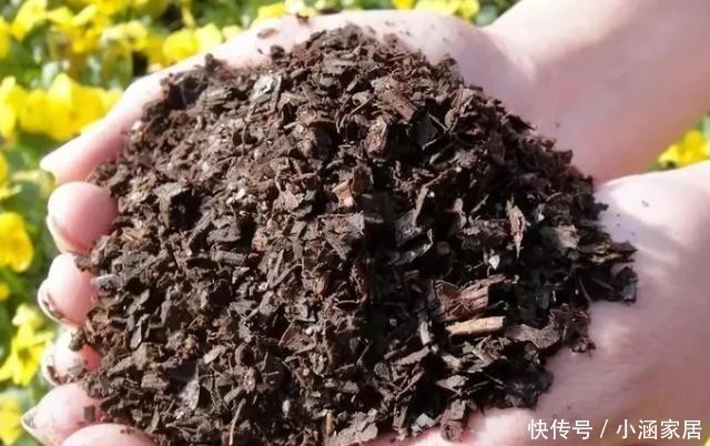 植物|养花不能用的3种土、4种水,不利于花卉生长,啥花都养不久