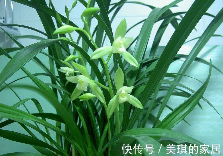 建兰开花前一个月这样养护,开出来的花又大又香