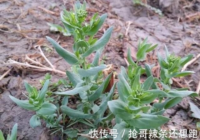 邳彤|虽有王命，不留其行！农村常见的麦蓝菜，为何叫“王不留行”？