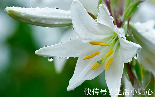 肺气虚|肺气一虚,咳嗽自然停不下来,不妨试试这4种食物助你养好肺