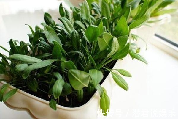 油菜|秋天也能种点小菜，撒把种子，一茬一茬割不完！