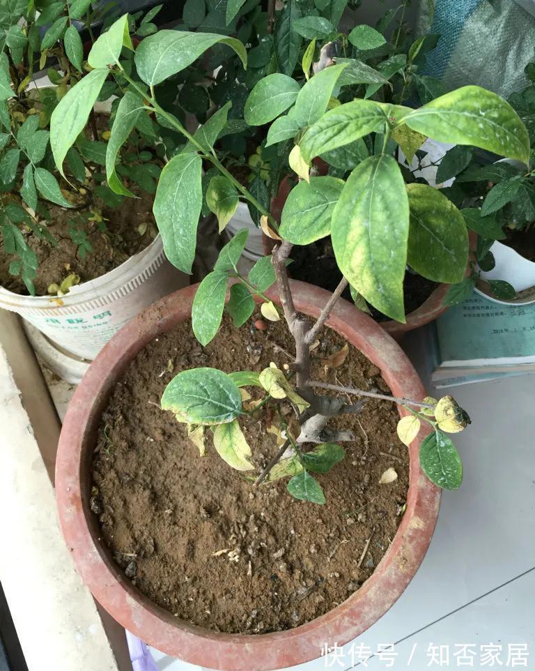 养花盆土硬邦邦,自制一碗水,土壤松软似面包,肥力足