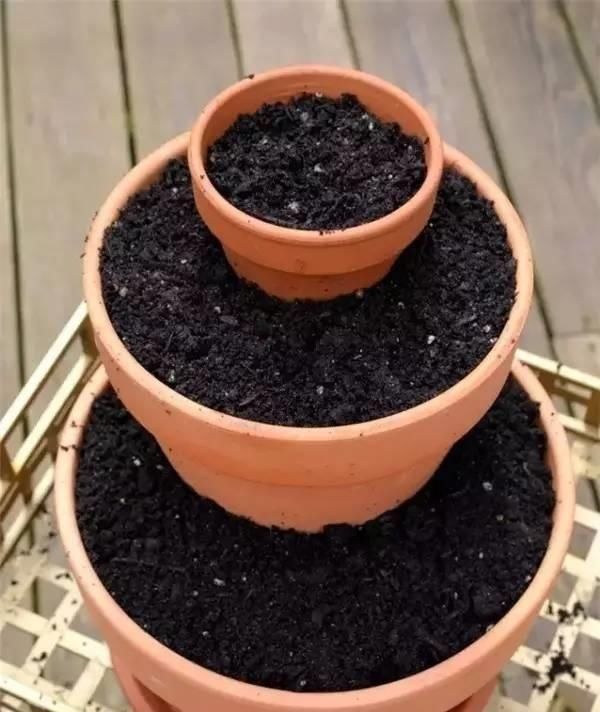 养花离不开花盆,家里有这几种花就用小盆养,根系壮呼呼爆盆