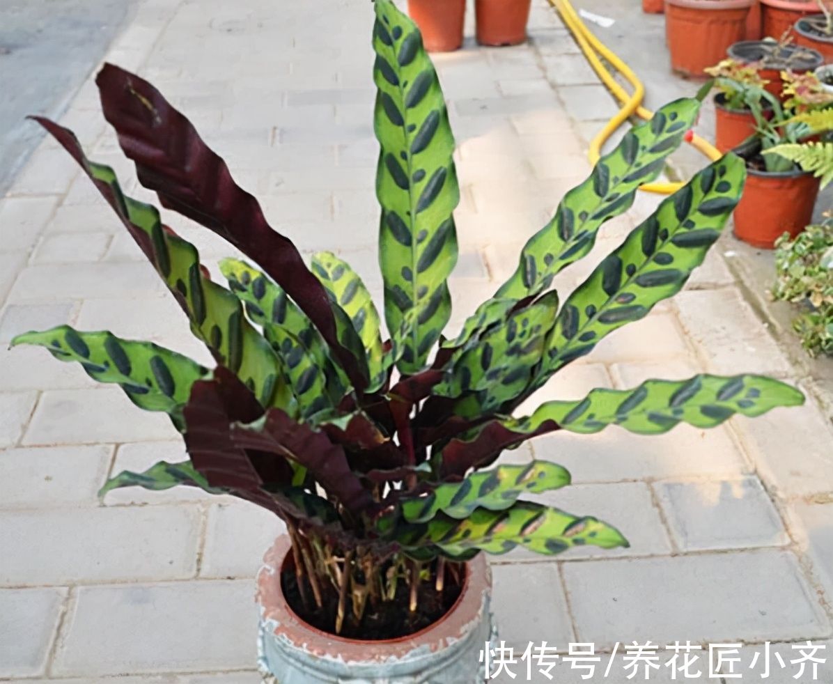 13种“耐阴”花，家里采光差，选它就对了，养好爆盆很轻松