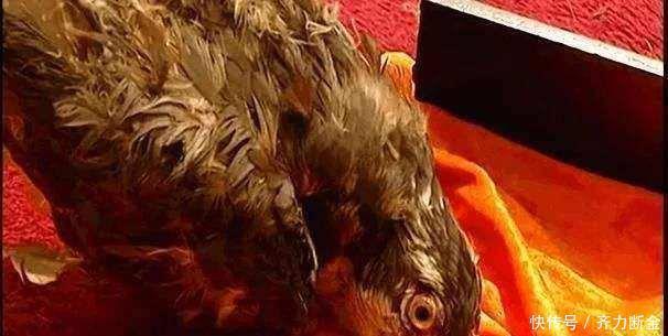 继位|《雍正王朝》中的抚远大将军王胤禵根据什么认为继位者就是他