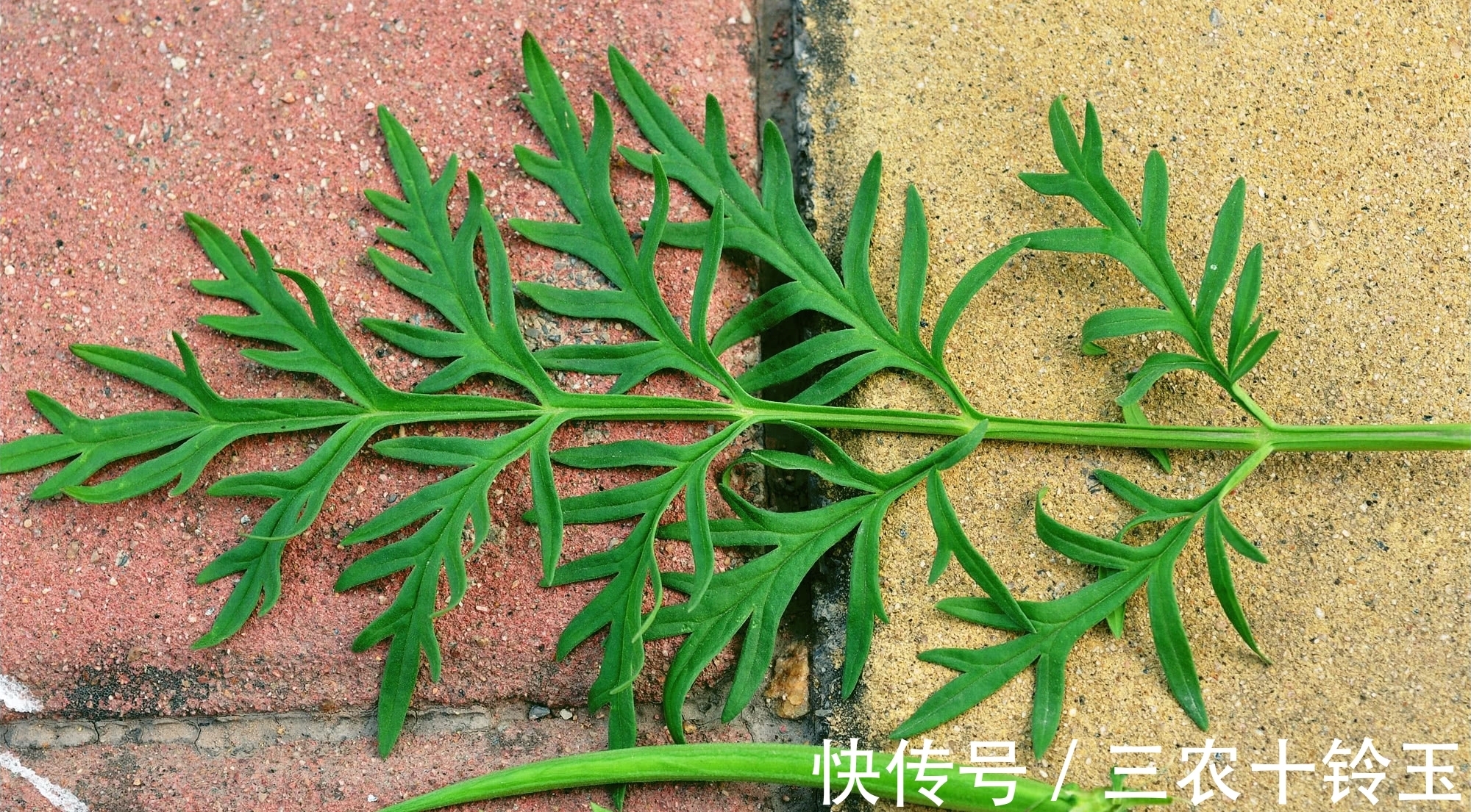 羊角|农村一种野草，常被错认成艾草，果实似羊角，对风湿有特效