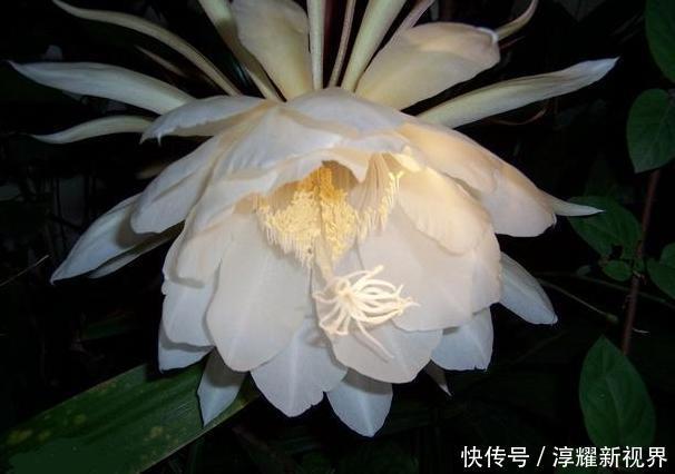 昙花|天热阳台该种植什么花15种''抗晒''植物，盆栽赏花不犯愁