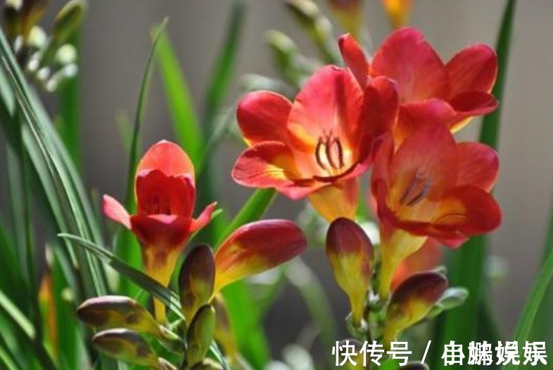 香雪兰|3种花,现在“赶快”养家里,开花多,花朵艳,满屋都飘香!