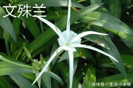 家里万万不要养这几种花,难怪家人身体越住越差,懊悔太晚发现了