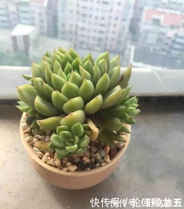 多肉|7字秘诀来养多肉,入坑9年多肉植物没徒也没腐