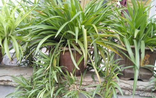 磷酸二氢钾|养花:用这些“神奇水”浇灌,盆栽开花变多、叶片绿如冒油