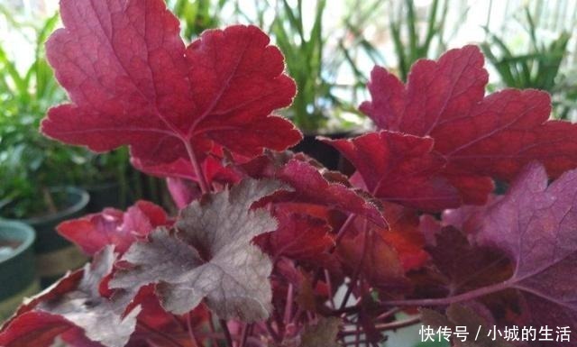 矾根矾根|5种花扔外头，越下雨开得越好，超漂亮！5种花扔外头，越下雨开得越好，超漂亮！