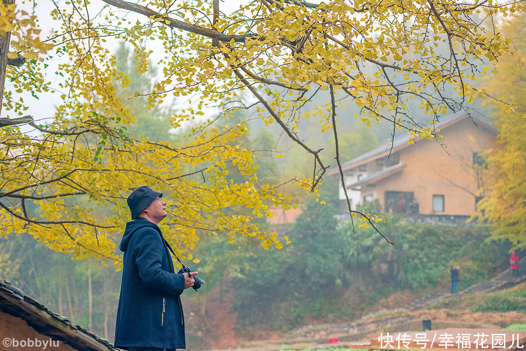 古村|号称今年最后一片银杏叶？大雪节气的高岭宿集，古村尽带黄金甲